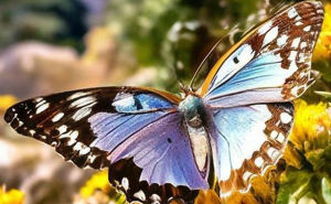 Corfu Butterfly Conservation